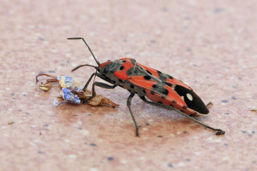 Lygaeidae: Lygaeus equestris in alimentazione